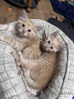 Photo №2 to announcement № 148698 for the sale of maine coon - buy in United States 