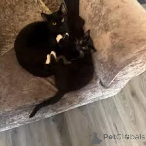 Photo №1. bombay cat - for sale in the city of Helsinki | 599$ | Announcement № 164076