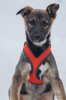 Additional photos: Puppies girls Zoya and Anfisa want to find a home and a loving family!