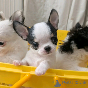 Photo №4. I will sell chihuahua in the city of Barcelona. breeder - price - negotiated