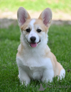 Photo №4. I will sell welsh corgi in the city of Belgrade.  - price - negotiated