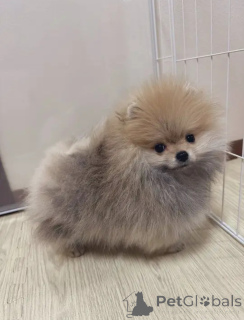 Photo №2 to announcement № 162797 for the sale of  - buy in Belgium private announcement