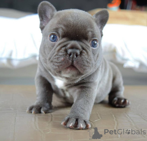 Photo №1. french bulldog - for sale in the city of Sarnia | 350$ | Announcement № 138016