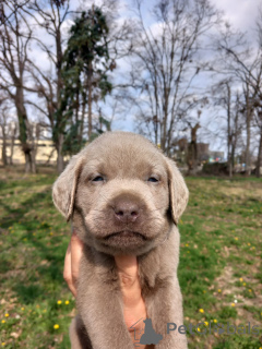 Photo №4. I will sell labradoodle in the city of Belgrade.  - price - negotiated