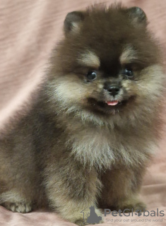 Photo №1. pomeranian - for sale in the city of Odessa | 2249$ | Announcement № 30251