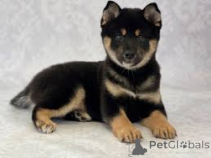 Photo №2 to announcement № 160978 for the sale of shiba inu - buy in France private announcement, breeder