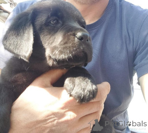 Photo №4. I will sell labrador retriever in the city of Belgrade. breeder - price - negotiated