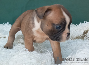 Additional photos: French bulldog puppies