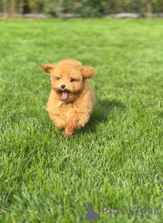 Photo №3. Adorable 11WeekOld Female Toy Poodle Ready for a Loving Home (Brighton, UK). United Kingdom