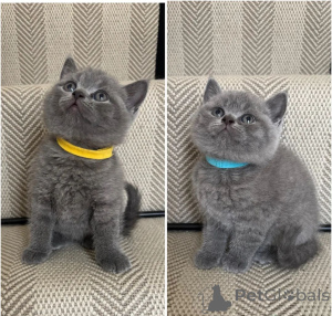 Photo №1. british shorthair - for sale in the city of Brandenburg | negotiated | Announcement № 168607
