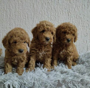 Photo №2 to announcement № 103579 for the sale of poodle (dwarf) - buy in Serbia 