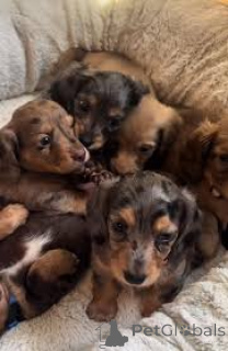 Photo №1. dachshund - for sale in the city of Lisbon | 723$ | Announcement № 165954