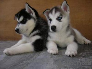 Photo №1. siberian husky - for sale in the city of Graz | negotiated | Announcement № 166907