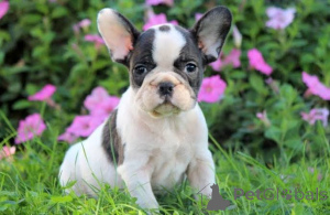 Photo №2 to announcement № 163440 for the sale of french bulldog - buy in Germany 