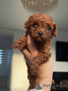 Photo №1. non-pedigree dogs - for sale in the city of Berlin | negotiated | Announcement № 159230