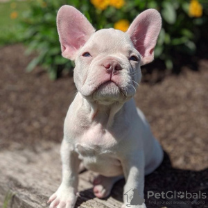 Photo №4. I will sell french bulldog in the city of Berlin. private announcement - price - 350$