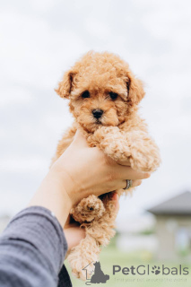 Photo №3. Poodle Puppy For sale. Germany