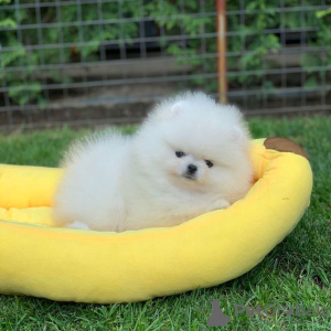 Photo №2 to announcement № 133866 for the sale of pomeranian - buy in Austria private announcement