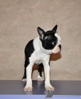 Additional photos: Boston terrier puppies for sale