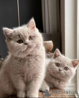 Photo №1. british shorthair - for sale in the city of Амстердам | Is free | Announcement № 130642