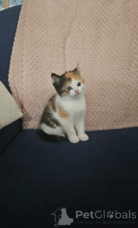 Photo №2 to announcement № 139609 for the sale of somali cat - buy in Switzerland breeder