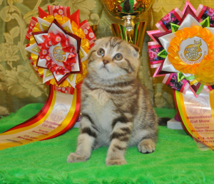 Photo №1. scottish fold - for sale in the city of Moscow | 574$ | Announcement № 2113