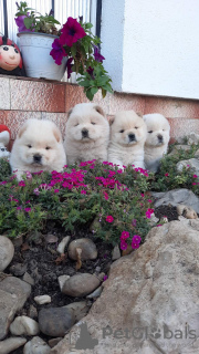 Photo №2 to announcement № 125054 for the sale of chow chow - buy in Serbia 