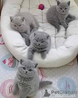 Photo №2 to announcement № 102240 for the sale of british shorthair - buy in Monaco private announcement