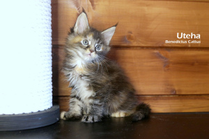 Photo №2 to announcement № 6137 for the sale of maine coon - buy in Belarus from nursery