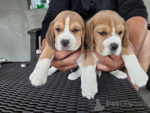 Photo №2 to announcement № 100259 for the sale of beagle - buy in Poland private announcement, from nursery, from the shelter, breeder