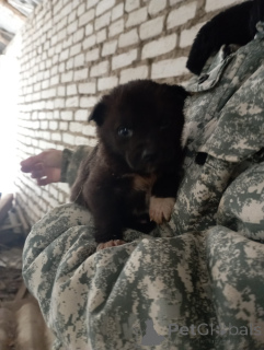 Photo №1. non-pedigree dogs - for sale in the city of Minsk | Is free | Announcement № 164453