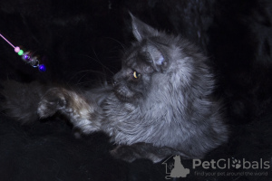 Photo №4. I will sell maine coon in the city of Krasnoyarsk. from nursery - price - 474$