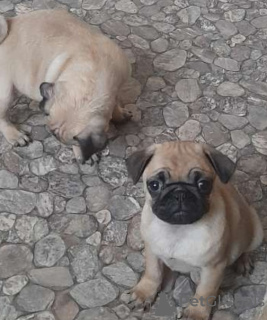 Photo №2 to announcement № 44039 for the sale of pug - buy in Russian Federation breeder