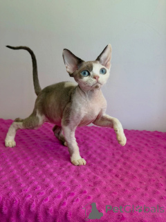 Photo №2 to announcement № 178138 for the sale of sphynx cat - buy in Netherlands breeder