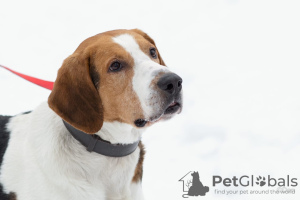 Photo №1. russian hound - for sale in the city of Москва | Is free | Announcement № 9171