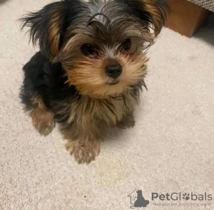 Photo №1. yorkshire terrier - for sale in the city of Sundsvall | 402$ | Announcement № 125802