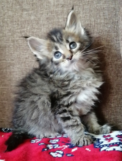 Photo №1. maine coon - for sale in the city of Рославль | negotiated | Announcement № 6972