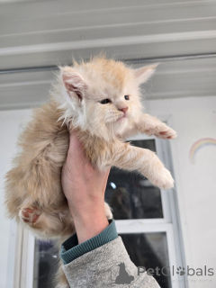 Photo №3. Adorable Mainecoon Kitten. Germany