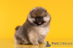 Photo №2 to announcement № 8349 for the sale of german spitz - buy in Russian Federation breeder