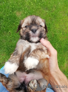 Photo №4. I will sell shih tzu in the city of Daugavpils. private announcement, from nursery, breeder - price - 475$