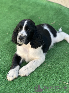 Photo №1. english springer spaniel - for sale in the city of Plovdiv | 1585$ | Announcement № 121742