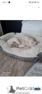 Photo №2 to announcement № 151982 for the sale of british shorthair - buy in France 
