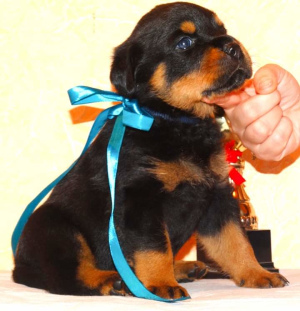 Photo №2 to announcement № 3096 for the sale of rottweiler - buy in Russian Federation private announcement