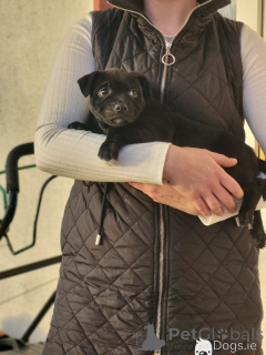 Photo №2 to announcement № 172904 for the sale of staffordshire bull terrier - buy in Netherlands private announcement