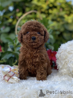 Photo №1. poodle (toy) - for sale in the city of Berlin | negotiated | Announcement № 155842