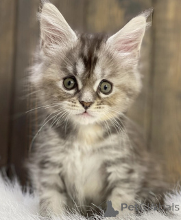 Photo №2 to announcement № 161713 for the sale of maine coon - buy in United States breeder