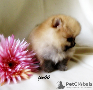 Photo №4. I will sell pomeranian in the city of Москва. breeder - price - 512$