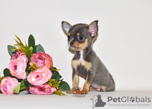 Photo №4. I will sell chihuahua in the city of Москва. from nursery, breeder - price - 1656$