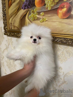 Photo №2 to announcement № 125464 for the sale of pomeranian - buy in Ireland private announcement