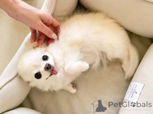 Photo №2 to announcement № 138051 for the sale of chihuahua - buy in Spain breeder